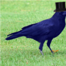 punz