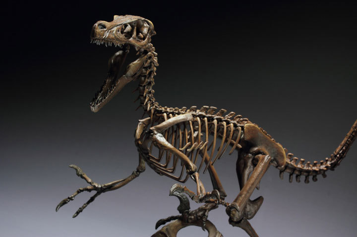 Vecnasaurus