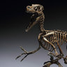 Vecnasaurus