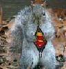 madsquirrel