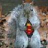 madsquirrel