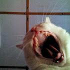heymonsters