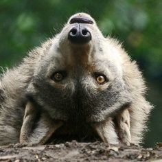 LastUrsa