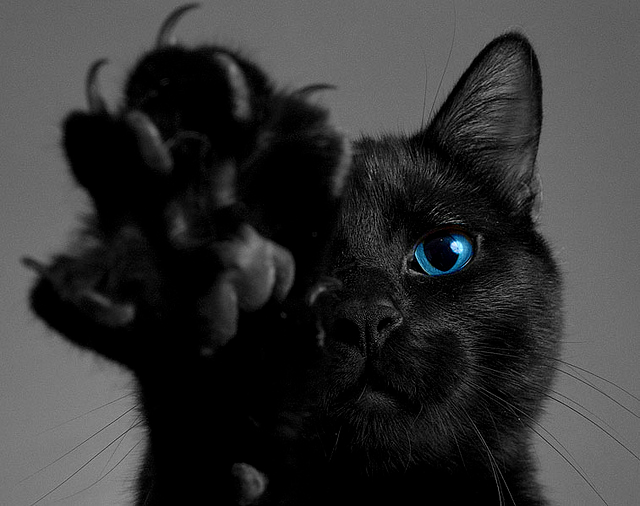 moonkitten79