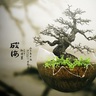 littlezenbuddha