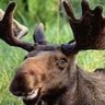 Ranger_Danger