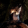 Zaephyrus