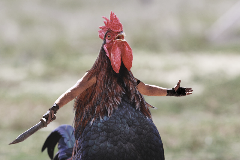 RoosterCastille