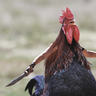 RoosterCastille