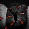 z_lebasilck_27