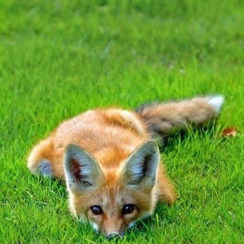 AnonymousFox