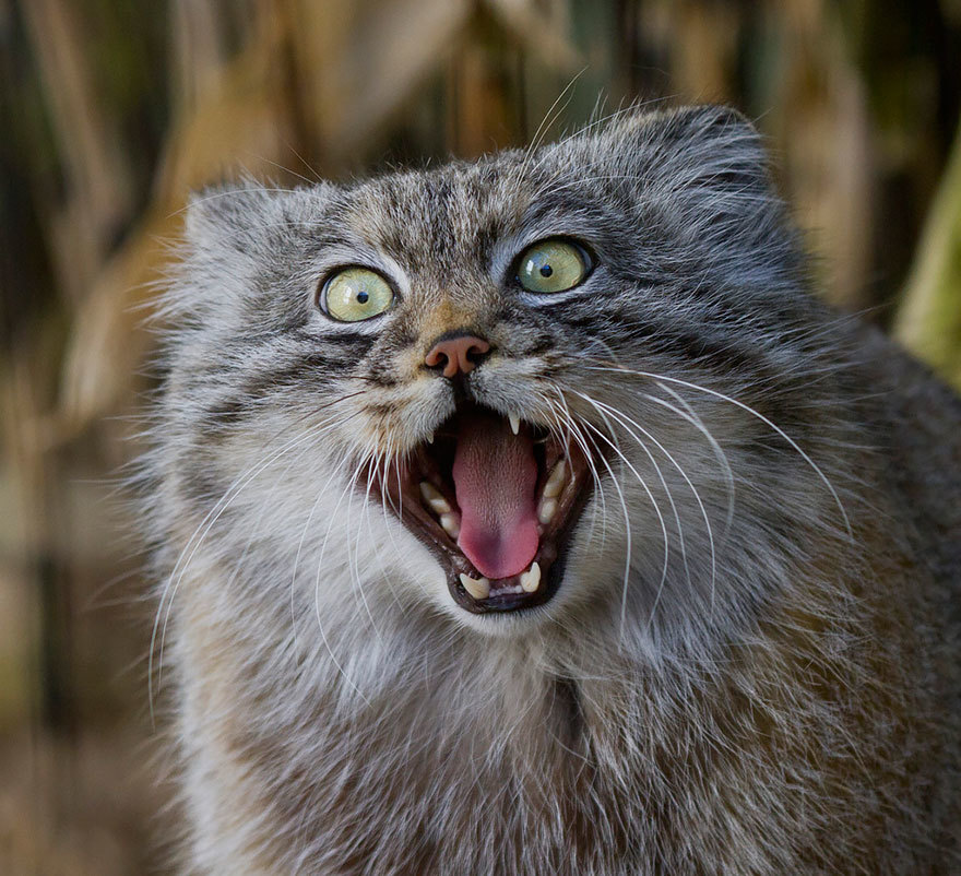 katlord