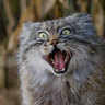 katlord