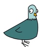 Pigeon