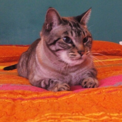 carlos_torrealba
