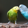 LeonLion
