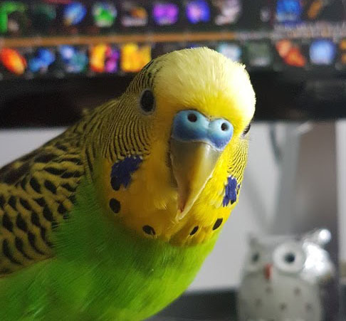 CrazyBirdLady