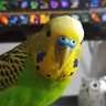CrazyBirdLady