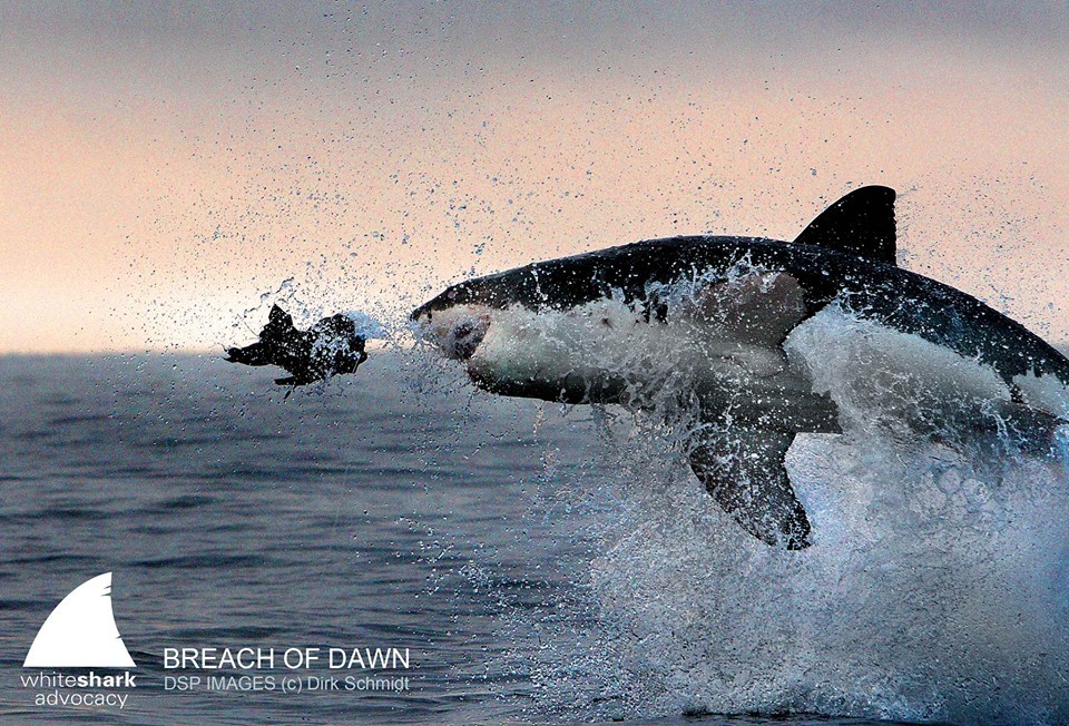 whitesharkgirl