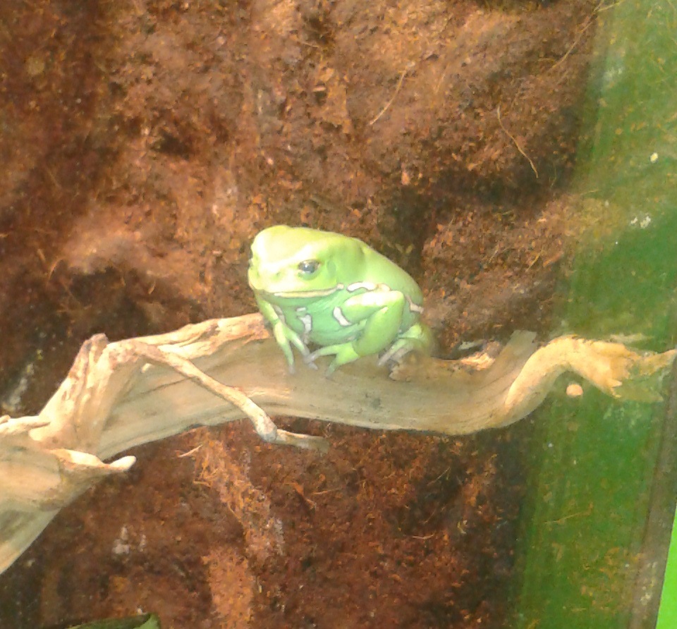 Dinoken2