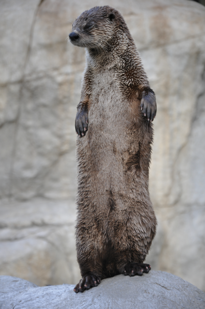 otter11