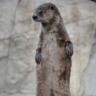 otter11