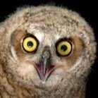 arcytheowl