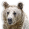 TheBrownBear