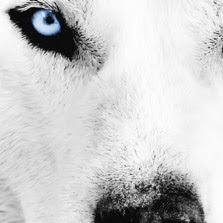 reinarandwulf