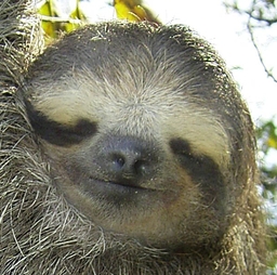 Shakerke