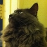 GreyKitten