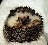 Hedgemech