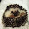 Hedgemech