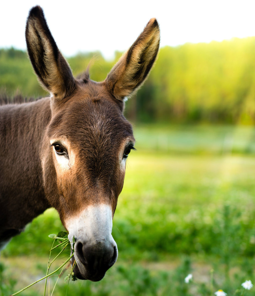 SDDonkey