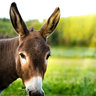 SDDonkey