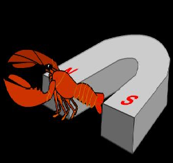 MagneticLobster