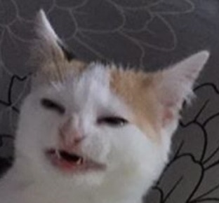 AppleCookie