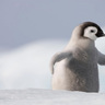 Mafiapenguin