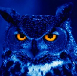 wise_owl