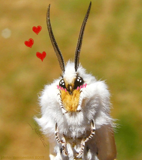 The_Moth_That_Ate_Leather
