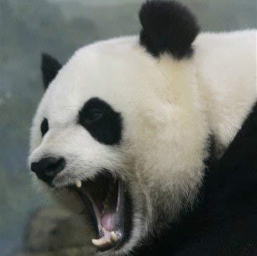 dummypandaxeru