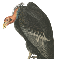 Vulturepunk