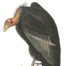 Vulturepunk