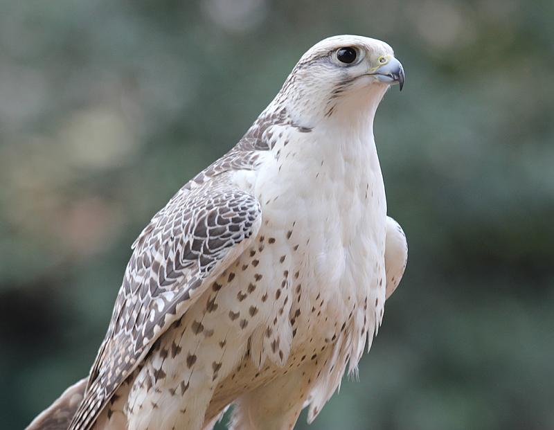 Accipiter