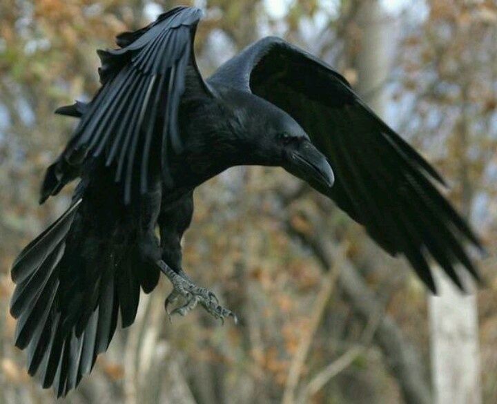 RavenRoc