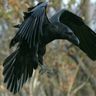 RavenRoc