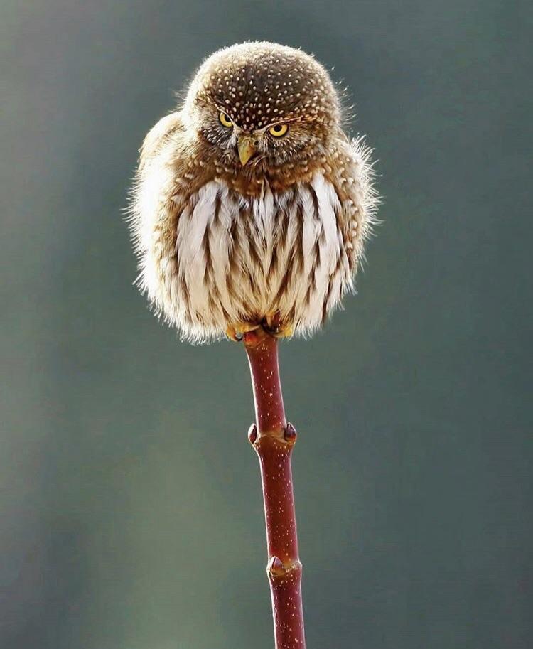 The_Fierce_Dandelion
