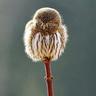 The_Fierce_Dandelion