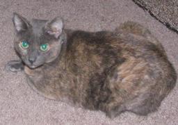 cougiecat