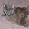 cougiecat
